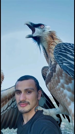 Bearded Vulture's Cry Is Absolutely Bone-Chilling 😳 #wildlife #shorts #fyp