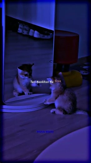 Pal pal ~ Afusic 😞💘 | Cat version | Slowed reverb | Aesthetic status | #lyrics​​#shorts​​#trending