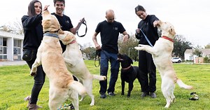 A lab at the lab: These Israeli dogs could save your life