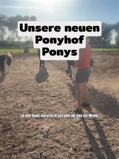 Unsere neuen Ponyhof Ponys #ponyhofgerdes #gerdes #emsland #pferde #ferienhof #sonja