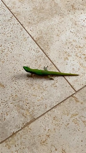 Gold Dust Day Gecko, Kauai, Hawaii
