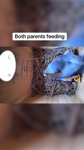 Both Bluebird Parents Feed Growing Chicks 🐣 | Nest Cam