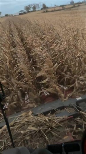 #corn #harvest23 | Robert Parker