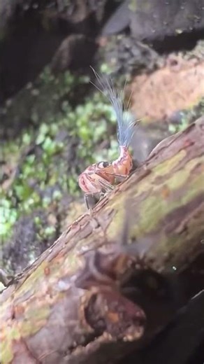 इस कीड़े के पीछे cotton जैसा क्या है|Strange Insects of The World Planthopper|#planthopper #facts