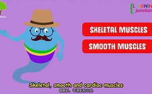 小朋友双语科普 肌肉系统 Muscular System