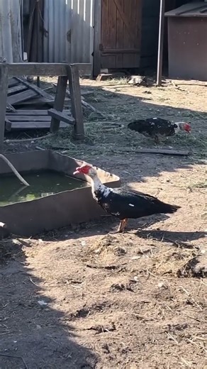 These Adorable Ducks Will Melt Your Heart!💛🦆🌿#shorts