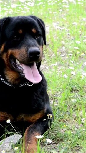 Why Rottweilers Are the Ultimate Family Protectors – 10 Facts!