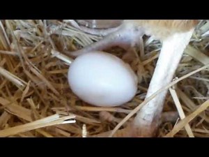 Chicken Laying Egg Close-Up