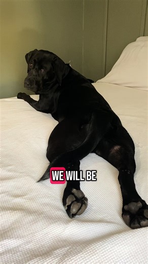 Labrador Dogs Compilation: Cute Black Lab Moments