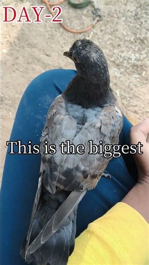 DAY-2 OF MY HAND TAME SERIES #pigeon #youtubeshorts #framework #minivlog