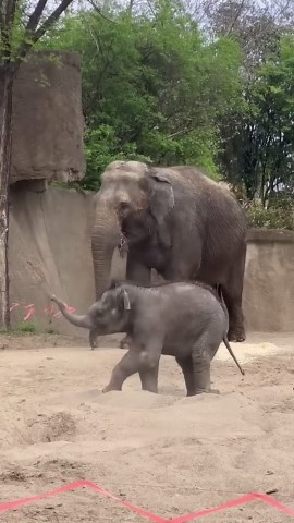 Baby elephant delights visitors with playful antics