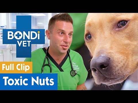 Curious Dog Eats Toxic Macadamia Nuts | Full Clip | Bondi Vet