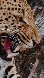 1.2M views · 29K reactions | RIVALS IN THE NIGHT The relationship...