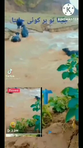 Blue Buffaloes Exploring a Shallow River