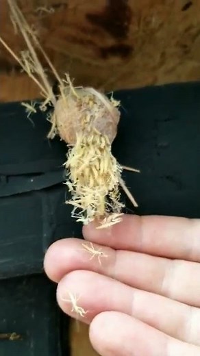 Praying Mantis Hatching