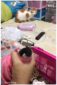 17K views · 378 reactions | This mother cat is overprotective of her newborn kitten  | Animal Lovers | Facebook