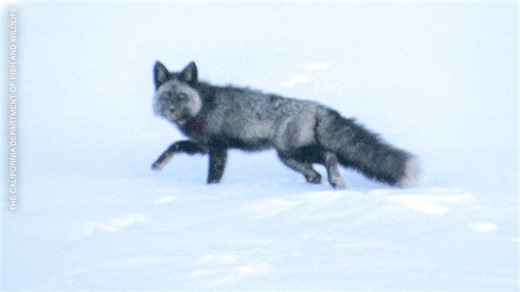 Scientists in California collar one of the state’s rarest mammals