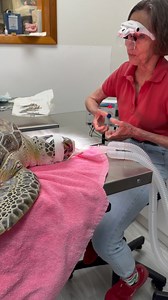Mousetrap, Ticket and Haven get their eye tumors removed! Thank you Dr. Karpinski💕🐢 #turtle #seaturtle #turtlesofinstagram #seaturtles #surgery #seaturtlerescue #seaturtlehospital #rescuerehabrelease #seaturtlelove #stem #seaturtlerehab #floridakeys #rescue #rehab #release #theturtlehospital #savetheturtles #ocean #sea #greenturtle #wildlife #nature #removal #connectandprotect | The Turtle Hospital