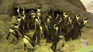 16 reactions | Penguin Park is home to newly hatched baby penguins and holds the largest colony of African penguins in aquarium history. See them waddle across Penguin Island at Adventure Aquarium. | FYI Philly | Facebook