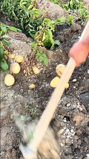 Planting amazing Yakun Gold potatoes Tutorial #agriculture #farming #shorts