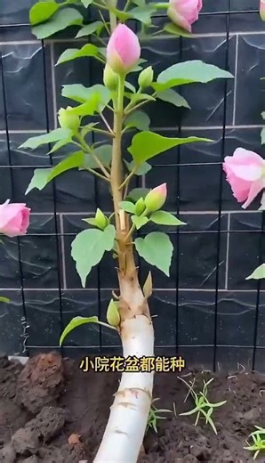 Amazing Farming & Planting Tips 🌱 | Smart Agriculture Techniques#