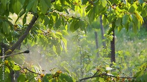 Spraying trees. Treatment of fruit trees from pests. Spraying trees with pesticides.
