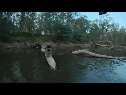 Carp And Murray Cod Fishing: Teamwork Makes The Dream Work