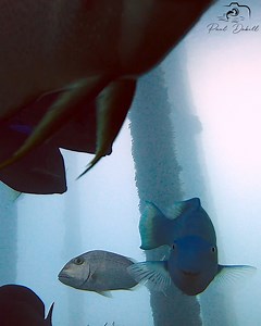I brought my underwater cameras on a cruise ship and lowered them into the water at one of the ports. What a beautiful surprise to see one of my favorite animals there! Filmed 4/13/2024 in Nassau, Bahamas. | Paul Dabill Photography