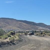 Wild horse advocates protest relocation of wild horse herd in south Reno