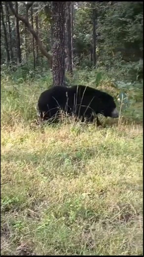 64 reactions | Have you ever seen a sloth bear in the wild 殮⁠ ⁠ ⁠ #wilderness #wildlife #nature | Animals Around The Globe | Facebook