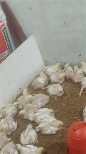 kosto kake bole #shortsfeed #poultry #shorts