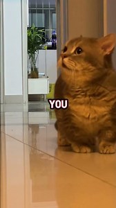 Why Cats Are The Best Pets...