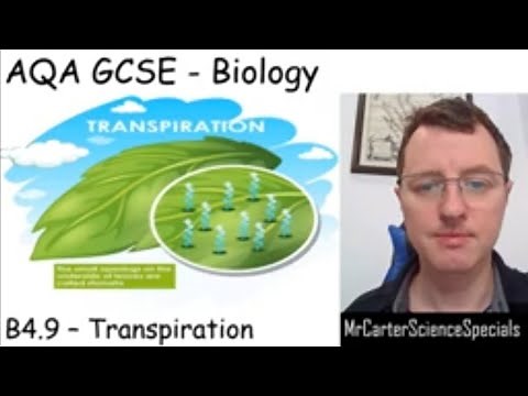 B4.9 - Transpiration - AQA Biology GCSE 9-1