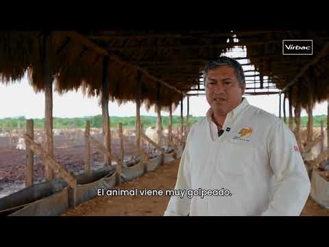 ¿Cómo Recuperar y Adaptar Ganado Estresado? | La Experiencia de Sergio Arévalo con FOSFOSAN.