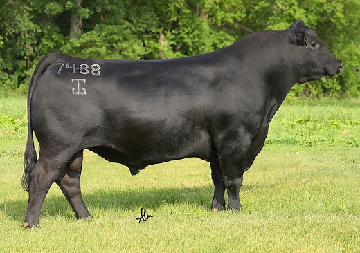 G A R Home Town - Select Sires Beef