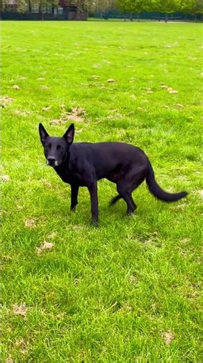 Black Malinois Dog Obedience Training