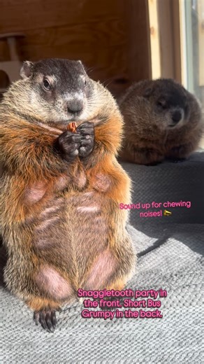 @thegroundhoggarage on Instagram: "Some background on my “children”. Gouda has malocclusion which means his teeth don’t line up properly. Without regular trims, he would either starve to death or end up with teeth in his brain. Rodents have incisors that grow continually. Tot came to my friend Valerie as a tiny little potato. He was way behind the rest of his siblings and had to be tube fed for weeks. So basically he’s a little slow. Tot and Gouda are brothers. Their mom was trapped and relocate