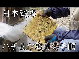 重箱式巣箱の蜂蜜取りの手順【ニホンミツバチ】