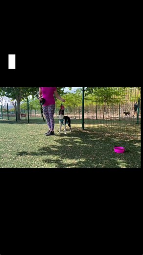 Does your 🐶 react to 🐕 and people? Check this out absoluteDOGS @top fans and share 🌎 wide we want to help dogs and owners all over conquer their struggles and turn them into super powers 🦸 Free resources in the comments #dogtraining #doglover #aggressivedog #dogtrainer #dog #gamesbasedtraining #concepttraining #AbsoluteDogs | absoluteDOGS