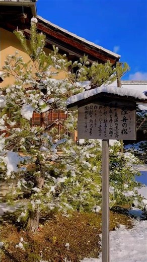 【金閣寺】これ知ってる？足利義満が植えた「巨大すぎる盆栽」が圧巻…