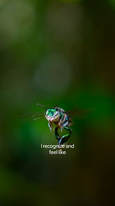 19K views · 211 reactions | Can we be friends with orchid bees too?  Inspired by Pixar's A Bug's Life and narrated by Awkwafina, #ARealBugsLife is now streaming on Disney+. | National Geographic TV | Facebook