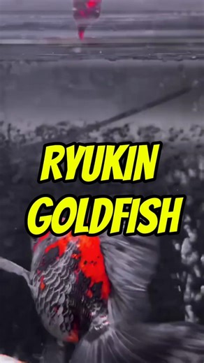 Kenapa Ryukin Jadi Ikan Mas Koki Favorit Kolektor? #goldfish #ikanhiaskoki #ryukingoldfish