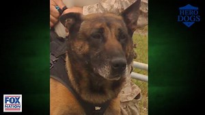 Hero Dog Remco Fights for American Lives in Afghanistan
