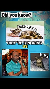 Have you also experienced this? 😂 #cat #cats #facts #funny | Nimals Clips