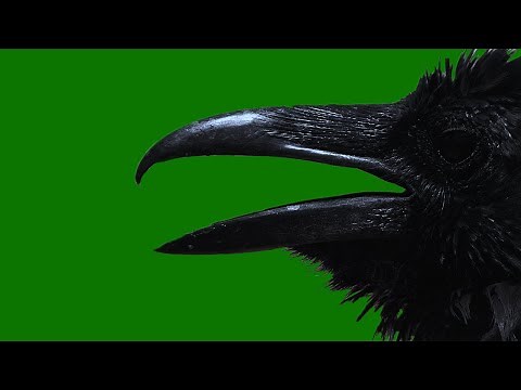 Green Screen Horror Raven effect | creepy Halloween background video | scary black bird no copyright