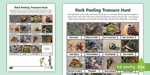 Rock Pooling Treasure Hunt