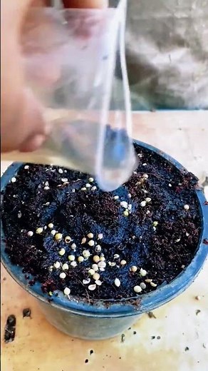 How to grow coriander easily for fresh and healthy harvest