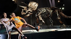 Meet Horridus: Melbourne’s star triceratops unveiled