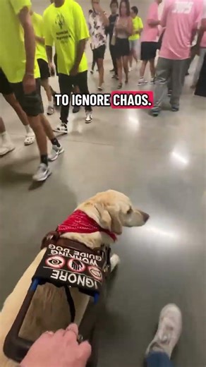 Guide Dogs Stay Calm So Their Handlers Can Move Confidently