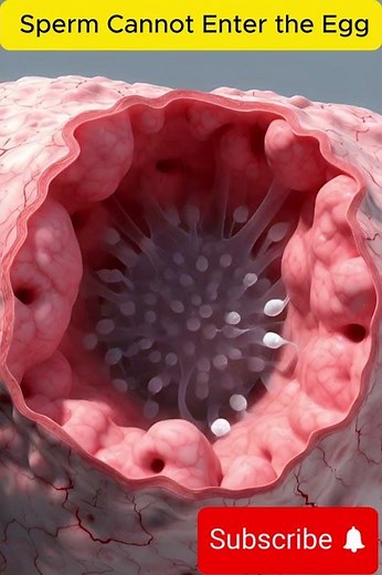 🧬 Why Sperm Cannot Enter the Egg? | The Hidden Barriers Inside the Female Body Explained #anotomy